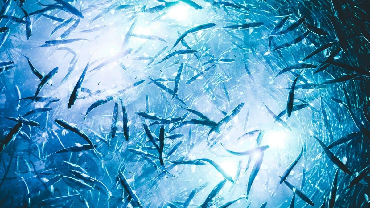 Optimización en la Presentación de Datos para la Obtención de Cuotas de Pesca