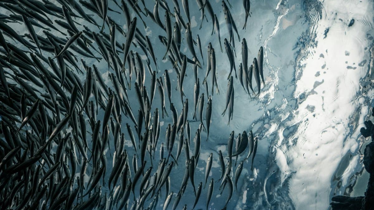 Optimización de la Gestión Pesquera: Cuotas Individuales Transferibles y Colaboración Sectorial