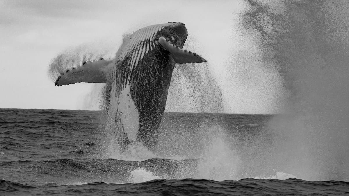Estados Unidos y Japon alistan un pacto de cooperacion en construccion y reparacion naval